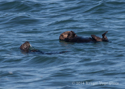 Sea Otters 8840.jpg