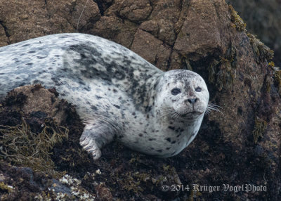 Harbor Seal (7)