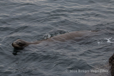 California Sea Lion 8422.jpg