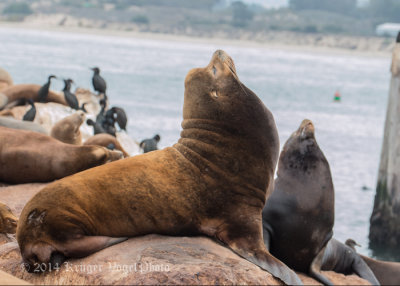 California Sea Lion (6 & 1 video)