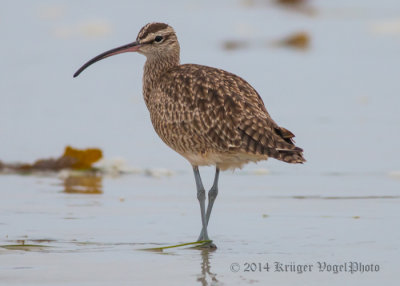 Whimbrel (10)