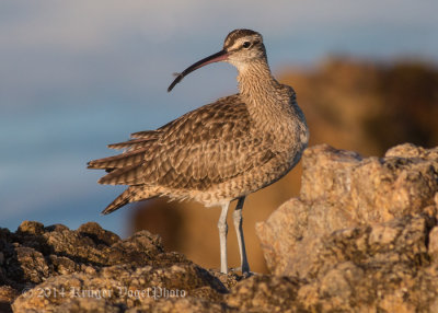 Whimbrel 8584.jpg