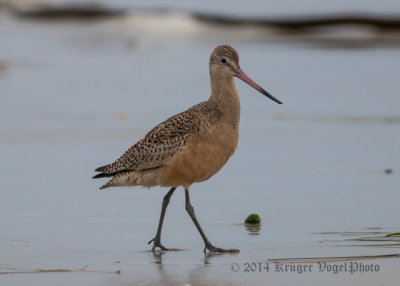 Marbled Godwit 8014.jpg