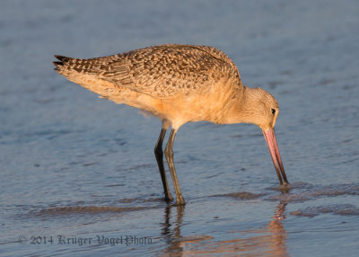 Marbled Godwit 8776.jpg