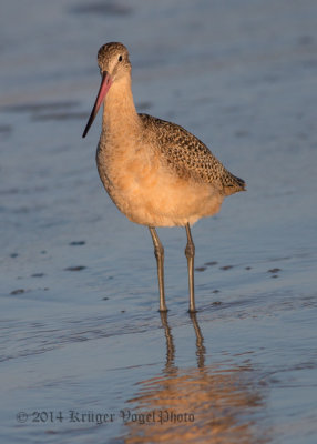 Marbled Godwit 8777.jpg