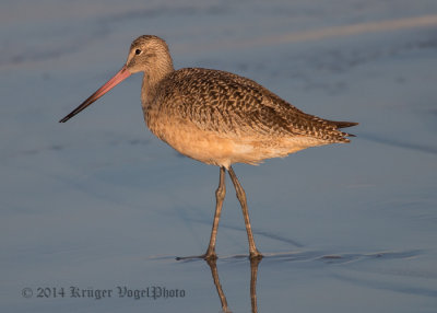 Marbled Godwit (11)