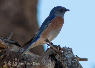 Western Bluebird (male) 8813.jpg