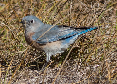 Western Bluebird (female) 8819.jpg