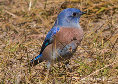 Western Bluebird (male) 8820.jpg