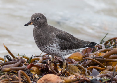 Surfbird (4)