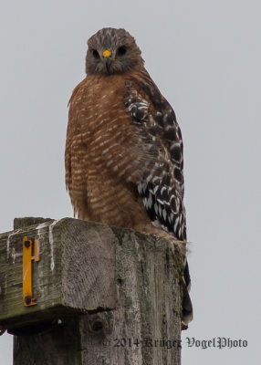 Red-shouldered Hawk 8239.jpg