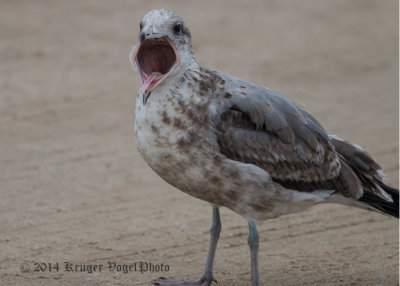 Western Gull 8175.jpg