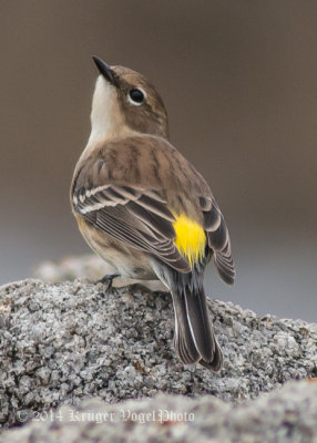 Yellow-rumped Warbler 8207.jpg