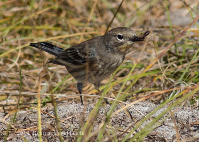 Yellow-rumped Warbler 8817.jpg