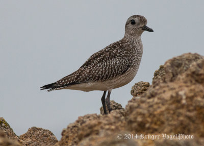 Black-bellied Plover 8076.jpg