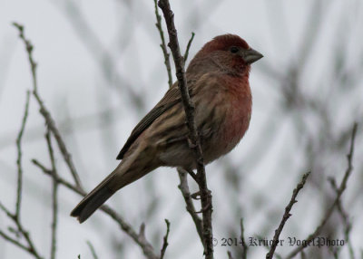 Purple Finch (male) 8029.jpg