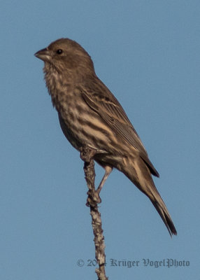 Purple Finch (female) 8801.jpg