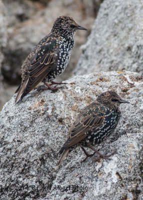 European Starling 8208.jpg