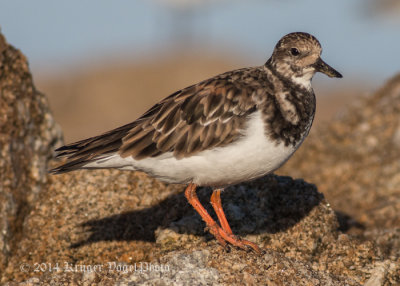 Ruddy Turnstone 8785.jpg