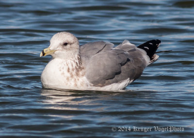 Ring-billed Gull 8716.jpg