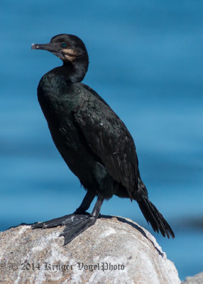 Brandt's Cormorant (5)