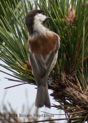 Chestnut-backed Chickadee 8515.jpg