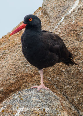 Black Oystercatcher 8145.jpg