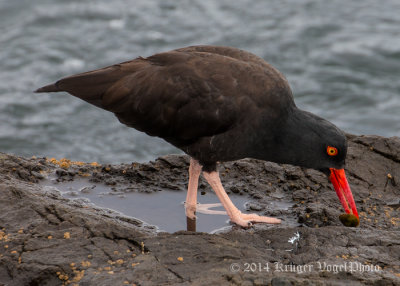 Black Oystercatcher 8348.jpg