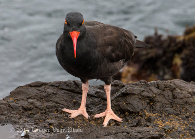 Black Oystercatcher 8362.jpg