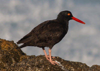 Black Oystercatcher 8597.jpg