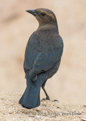 Brewer's Blackbird (female) 8195.jpg