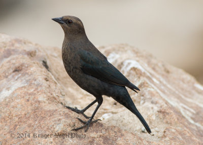 Brewer's Blackbird (female) 8197.jpg