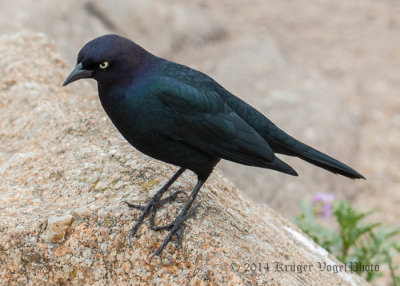 Brewer's Blackbird (male) 8245.jpg