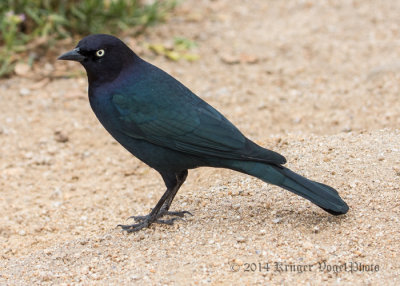 Brewer's Blackbird (male) 8247.jpg