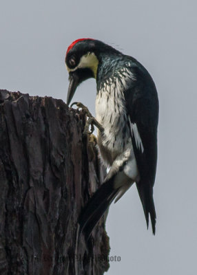Acorn Woodpecker 8522.jpg