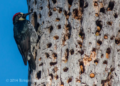 Acorn Woodpecker 8538.jpg