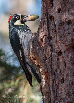 Acorn Woodpecker (6)