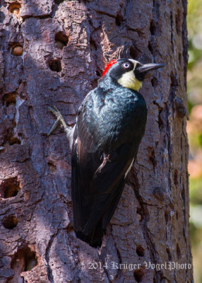 Acorn Woodpecker 8659.jpg
