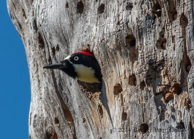 Acorn Woodpecker 8833.jpg