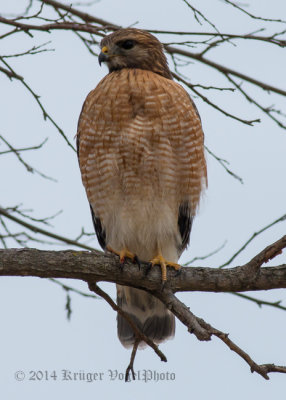Red-shouldered Hawk (14)