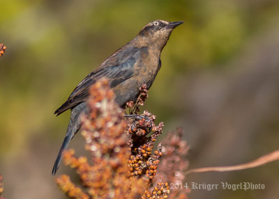 Rusty Blackbird (female) 9121.jpg