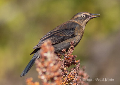 Rusty Blackbird (female) 9134.jpg