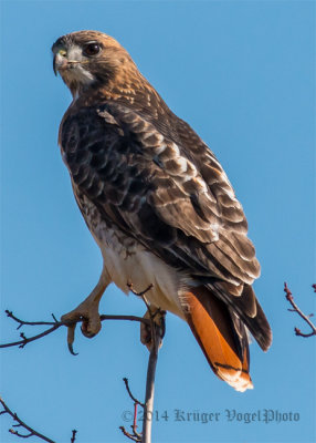 Red-tailed Hawk (20)