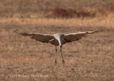 Storks & Cranes