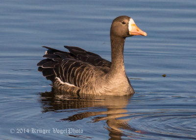 Greater White-fronted Goose (5)