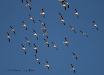 American White Pelicans 9516.jpg