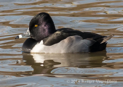 Ring-necked Duck (male) 9721.jpg