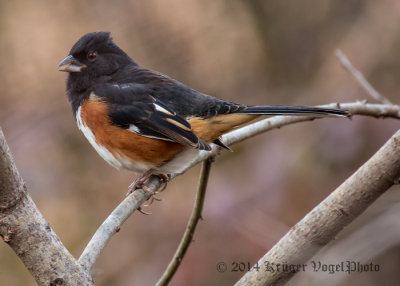 Towhees