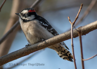Downy Woodpecker (male) 9795.jpg