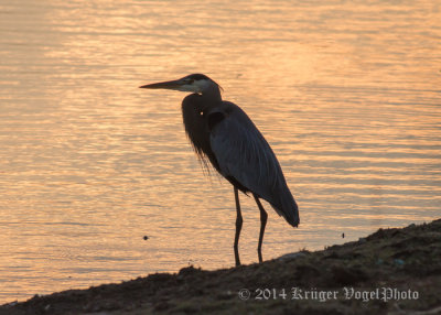 Great Blue Heron 9744.jpg